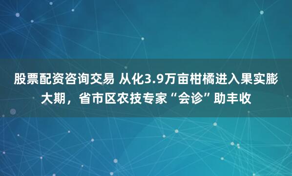 股票配资咨询交易 从化3.9万亩柑橘进入果实膨大期，省市区农技专家“会诊”助丰收
